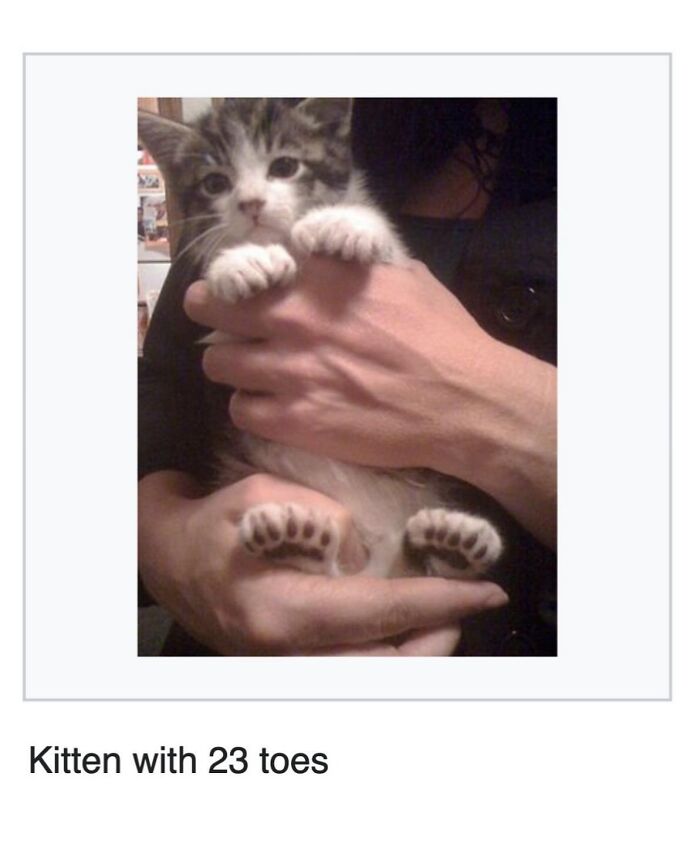 This Page Is Dedicated To The Weird Side Of Wikipedia, And Here Are 69 Of The Best Animal-Related Examples This Page Is Dedicated To The Weird Side Of Wikipedia, And Here Are 69 Of The Best Animal-Related Examples