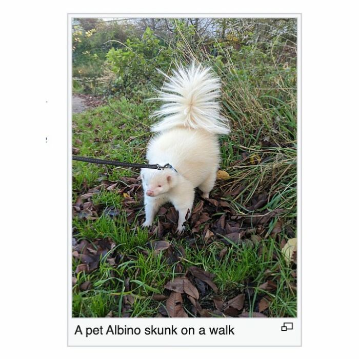 This Page Is Dedicated To The Weird Side Of Wikipedia, And Here Are 69 Of The Best Animal-Related Examples This Page Is Dedicated To The Weird Side Of Wikipedia, And Here Are 69 Of The Best Animal-Related Examples