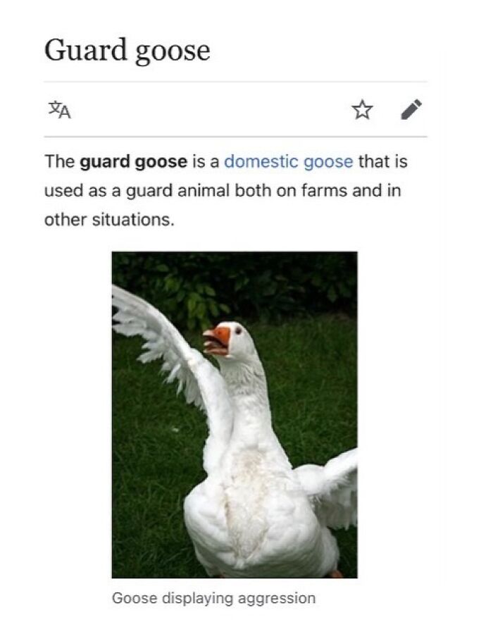 This Page Is Dedicated To The Weird Side Of Wikipedia, And Here Are 69 Of The Best Animal-Related Examples This Page Is Dedicated To The Weird Side Of Wikipedia, And Here Are 69 Of The Best Animal-Related Examples
