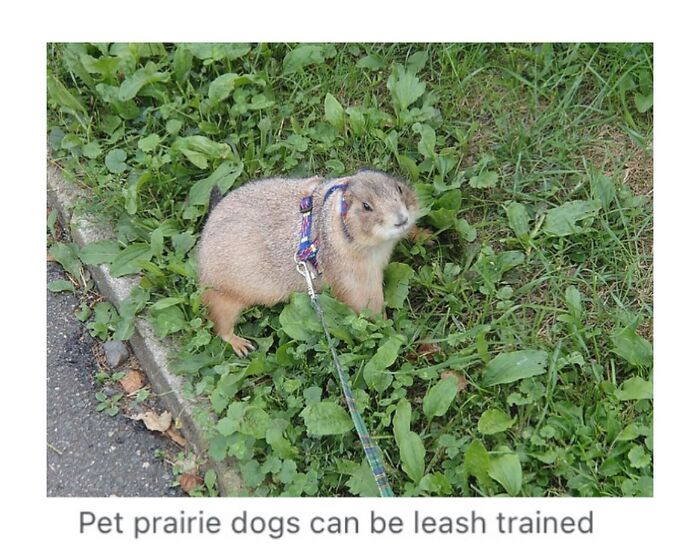 This Page Is Dedicated To The Weird Side Of Wikipedia, And Here Are 69 Of The Best Animal-Related Examples This Page Is Dedicated To The Weird Side Of Wikipedia, And Here Are 69 Of The Best Animal-Related Examples