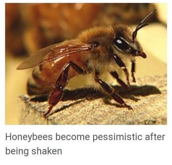 This Page Is Dedicated To The Weird Side Of Wikipedia, And Here Are 69 Of The Best Animal-Related Examples This Page Is Dedicated To The Weird Side Of Wikipedia, And Here Are 69 Of The Best Animal-Related Examples