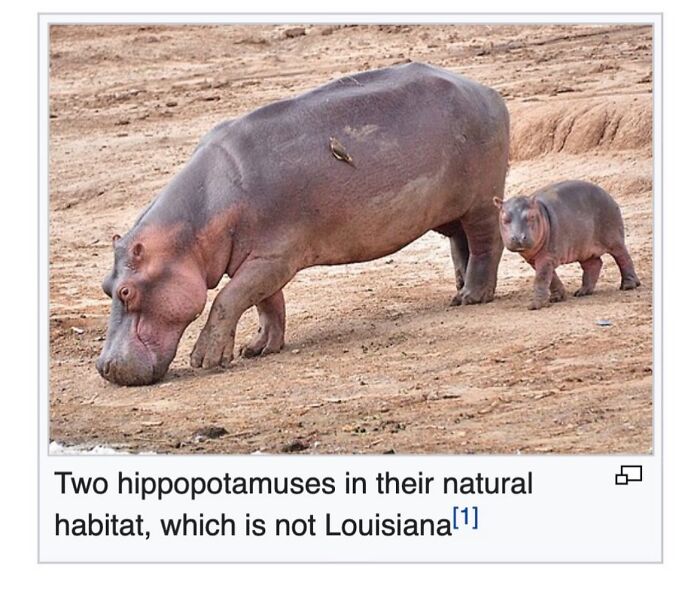 This Page Is Dedicated To The Weird Side Of Wikipedia, And Here Are 69 Of The Best Animal-Related Examples This Page Is Dedicated To The Weird Side Of Wikipedia, And Here Are 69 Of The Best Animal-Related Examples