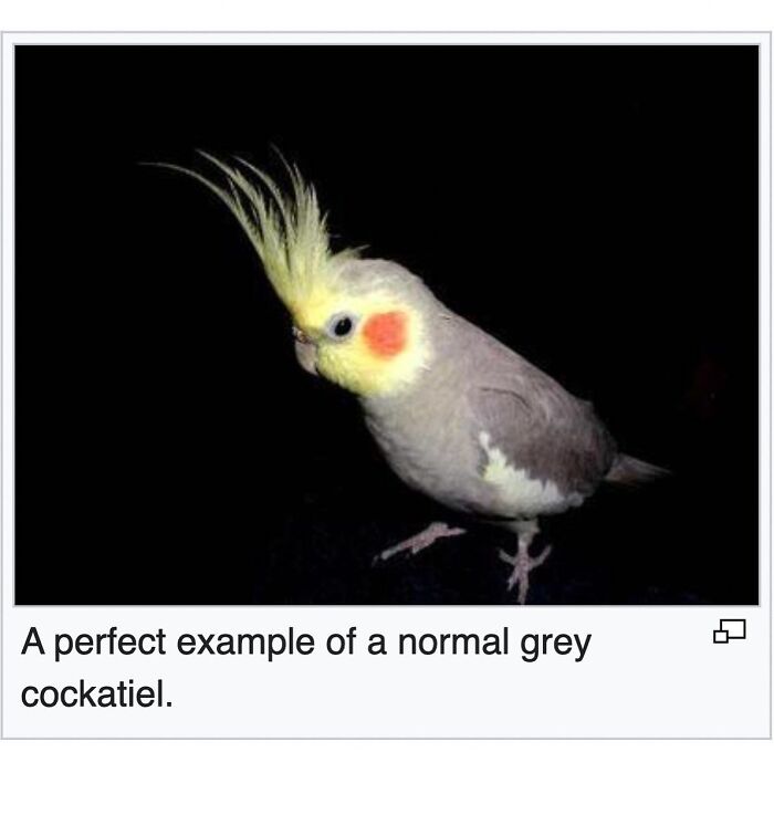 This Page Is Dedicated To The Weird Side Of Wikipedia, And Here Are 69 Of The Best Animal-Related Examples This Page Is Dedicated To The Weird Side Of Wikipedia, And Here Are 69 Of The Best Animal-Related Examples