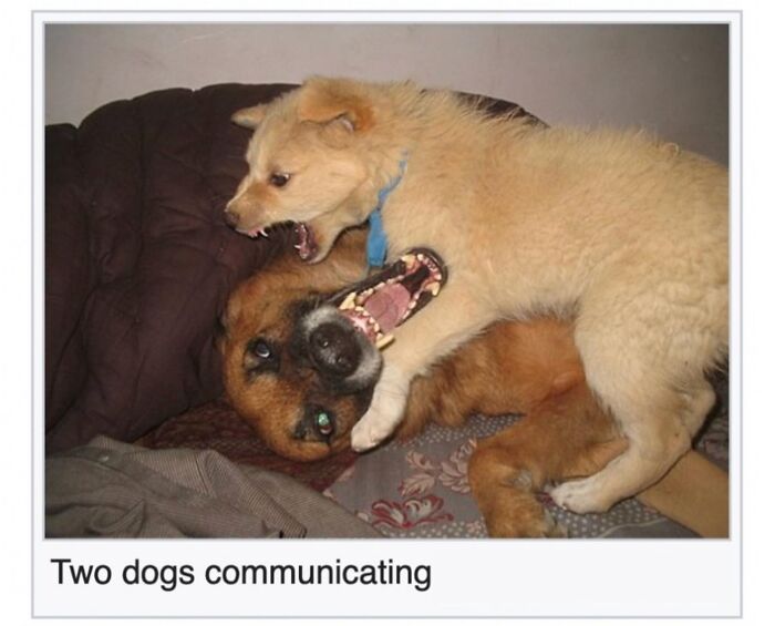 This Page Is Dedicated To The Weird Side Of Wikipedia, And Here Are 69 Of The Best Animal-Related Examples This Page Is Dedicated To The Weird Side Of Wikipedia, And Here Are 69 Of The Best Animal-Related Examples