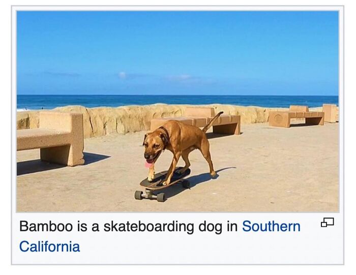 This Page Is Dedicated To The Weird Side Of Wikipedia, And Here Are 69 Of The Best Animal-Related Examples This Page Is Dedicated To The Weird Side Of Wikipedia, And Here Are 69 Of The Best Animal-Related Examples