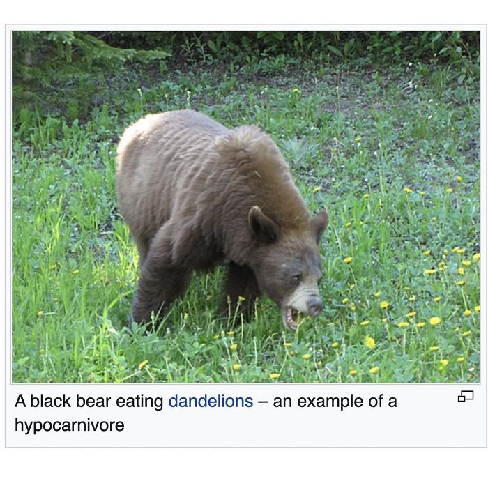 This Page Is Dedicated To The Weird Side Of Wikipedia, And Here Are 69 Of The Best Animal-Related Examples This Page Is Dedicated To The Weird Side Of Wikipedia, And Here Are 69 Of The Best Animal-Related Examples