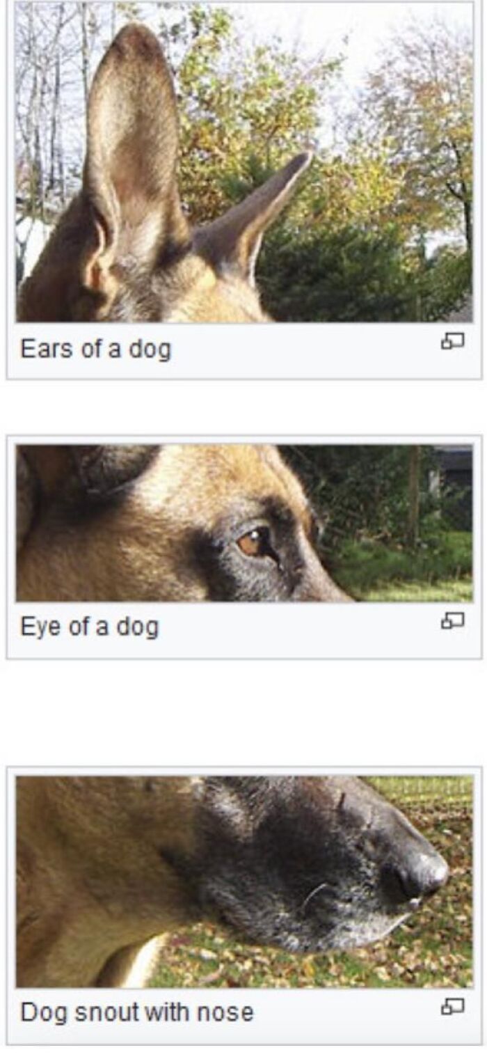 This Page Is Dedicated To The Weird Side Of Wikipedia, And Here Are 69 Of The Best Animal-Related Examples This Page Is Dedicated To The Weird Side Of Wikipedia, And Here Are 69 Of The Best Animal-Related Examples