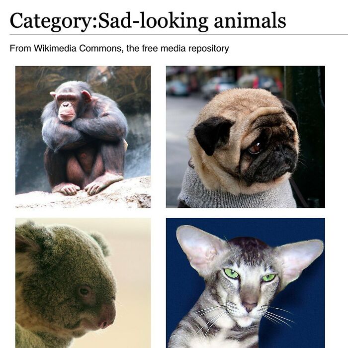 This Page Is Dedicated To The Weird Side Of Wikipedia, And Here Are 69 Of The Best Animal-Related Examples This Page Is Dedicated To The Weird Side Of Wikipedia, And Here Are 69 Of The Best Animal-Related Examples