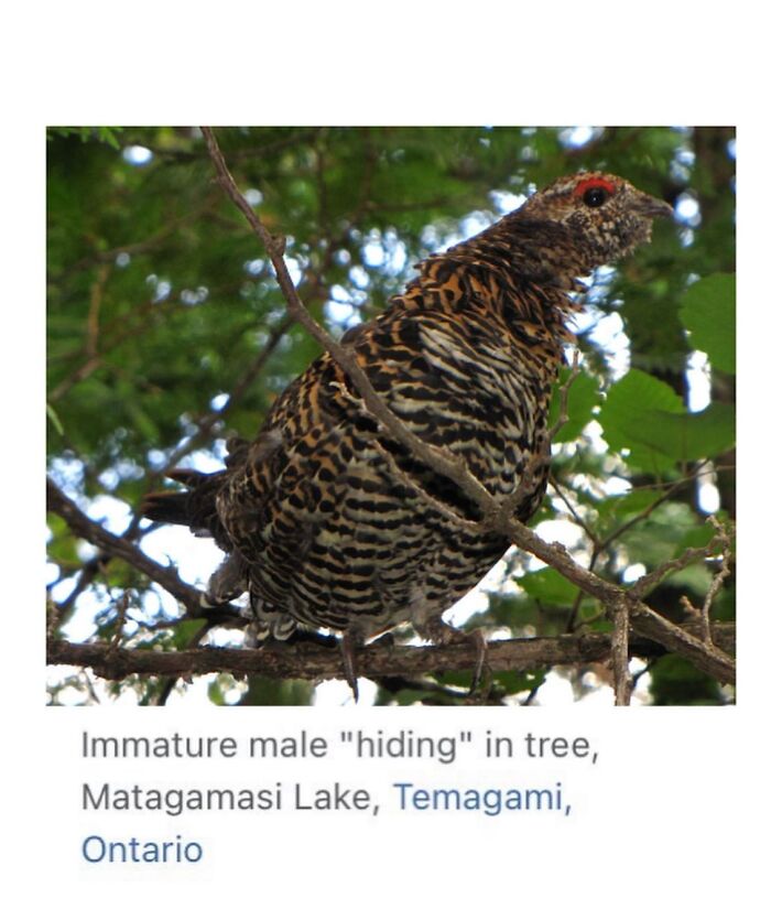 This Page Is Dedicated To The Weird Side Of Wikipedia, And Here Are 69 Of The Best Animal-Related Examples This Page Is Dedicated To The Weird Side Of Wikipedia, And Here Are 69 Of The Best Animal-Related Examples