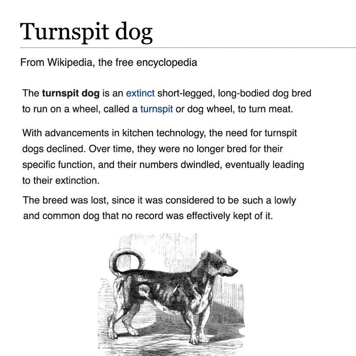 This Page Is Dedicated To The Weird Side Of Wikipedia, And Here Are 69 Of The Best Animal-Related Examples This Page Is Dedicated To The Weird Side Of Wikipedia, And Here Are 69 Of The Best Animal-Related Examples