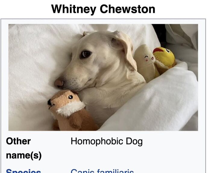 This Page Is Dedicated To The Weird Side Of Wikipedia, And Here Are 69 Of The Best Animal-Related Examples This Page Is Dedicated To The Weird Side Of Wikipedia, And Here Are 69 Of The Best Animal-Related Examples