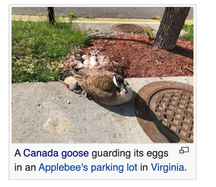 This Page Is Dedicated To The Weird Side Of Wikipedia, And Here Are 69 Of The Best Animal-Related Examples This Page Is Dedicated To The Weird Side Of Wikipedia, And Here Are 69 Of The Best Animal-Related Examples