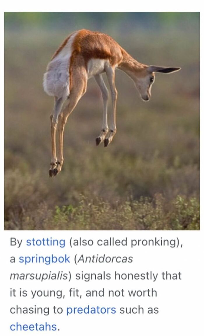 This Page Is Dedicated To The Weird Side Of Wikipedia, And Here Are 69 Of The Best Animal-Related Examples This Page Is Dedicated To The Weird Side Of Wikipedia, And Here Are 69 Of The Best Animal-Related Examples