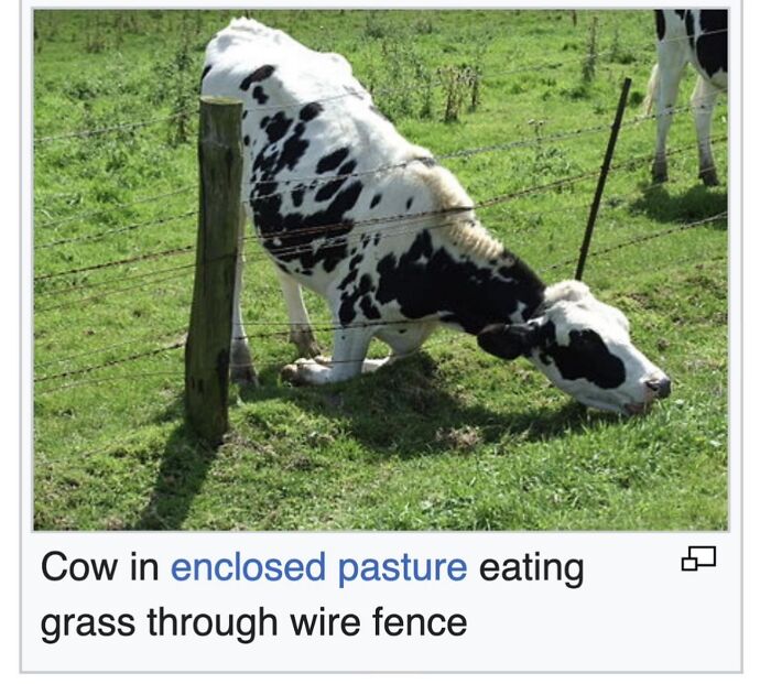 This Page Is Dedicated To The Weird Side Of Wikipedia, And Here Are 69 Of The Best Animal-Related Examples This Page Is Dedicated To The Weird Side Of Wikipedia, And Here Are 69 Of The Best Animal-Related Examples