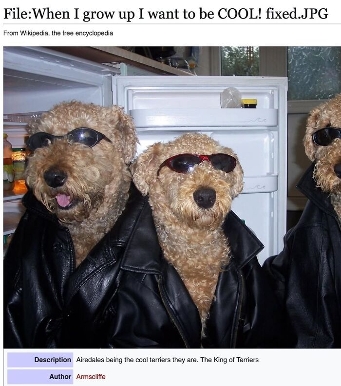 This Page Is Dedicated To The Weird Side Of Wikipedia, And Here Are 69 Of The Best Animal-Related Examples This Page Is Dedicated To The Weird Side Of Wikipedia, And Here Are 69 Of The Best Animal-Related Examples