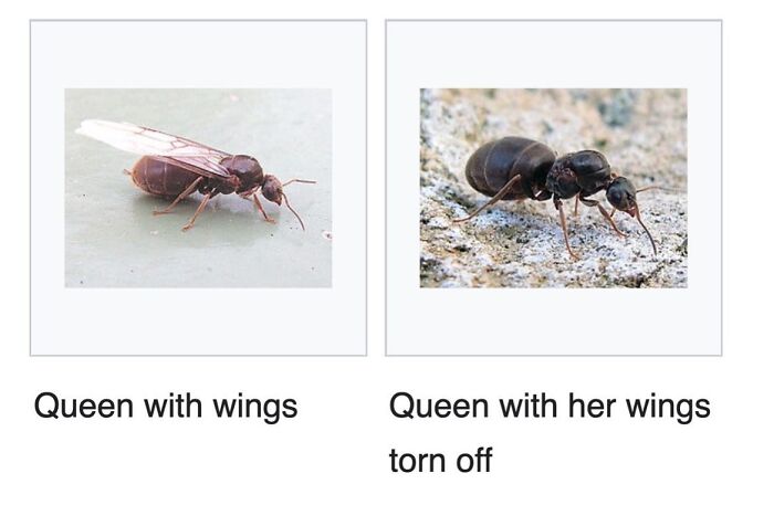 This Page Is Dedicated To The Weird Side Of Wikipedia, And Here Are 69 Of The Best Animal-Related Examples This Page Is Dedicated To The Weird Side Of Wikipedia, And Here Are 69 Of The Best Animal-Related Examples