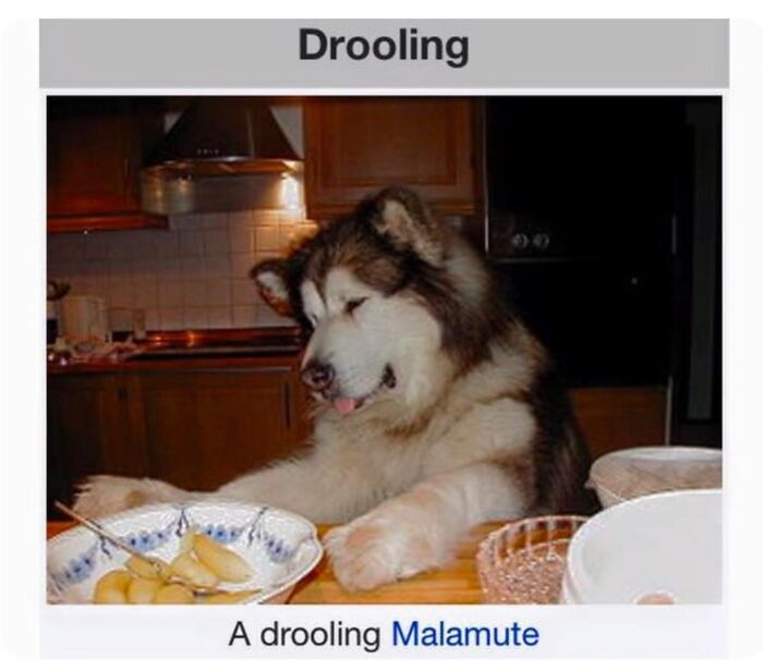 This Page Is Dedicated To The Weird Side Of Wikipedia, And Here Are 69 Of The Best Animal-Related Examples This Page Is Dedicated To The Weird Side Of Wikipedia, And Here Are 69 Of The Best Animal-Related Examples