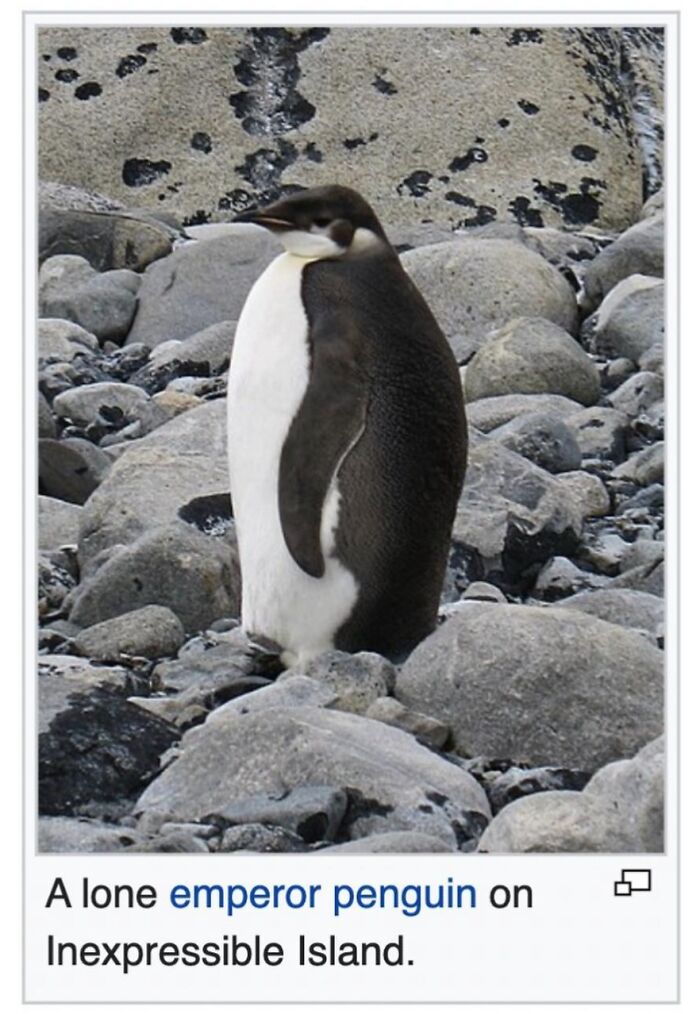 This Page Is Dedicated To The Weird Side Of Wikipedia, And Here Are 69 Of The Best Animal-Related Examples This Page Is Dedicated To The Weird Side Of Wikipedia, And Here Are 69 Of The Best Animal-Related Examples