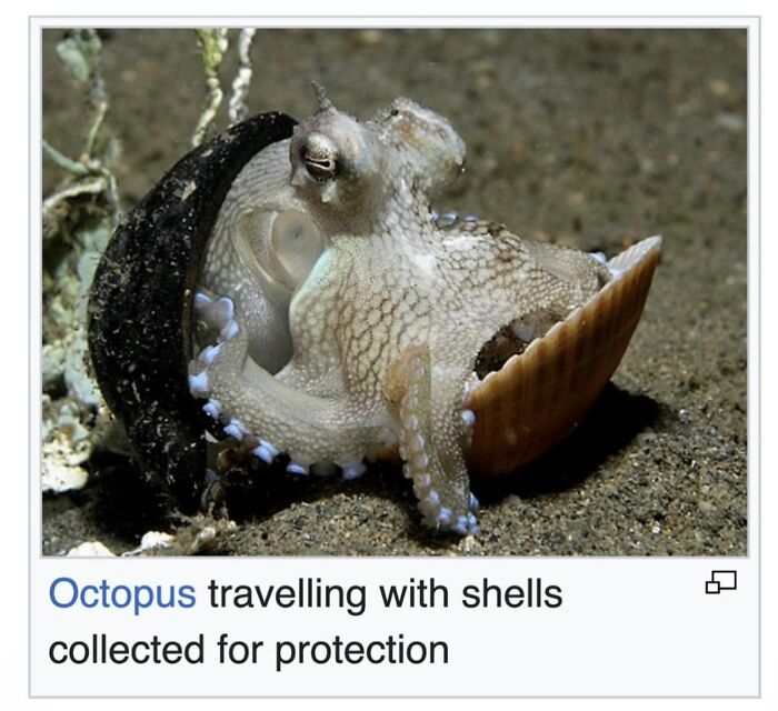 This Page Is Dedicated To The Weird Side Of Wikipedia, And Here Are 69 Of The Best Animal-Related Examples This Page Is Dedicated To The Weird Side Of Wikipedia, And Here Are 69 Of The Best Animal-Related Examples