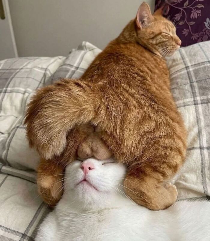 This Page Shared 40 New Photos Of Cats Being Weird, Sweet, And Accidentally Hilarious
