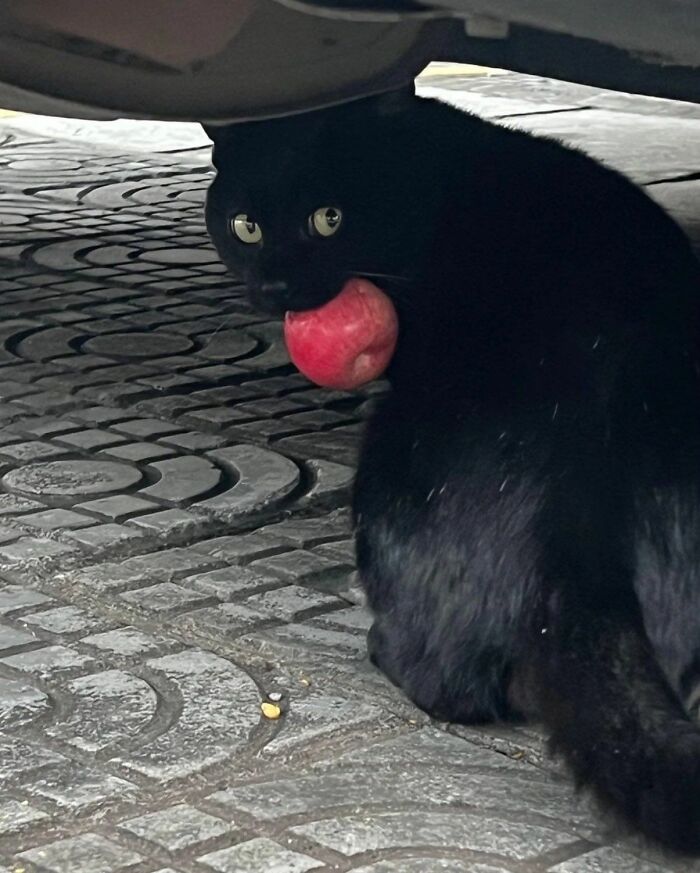 This Page Shared 40 New Photos Of Cats Being Weird, Sweet, And Accidentally Hilarious