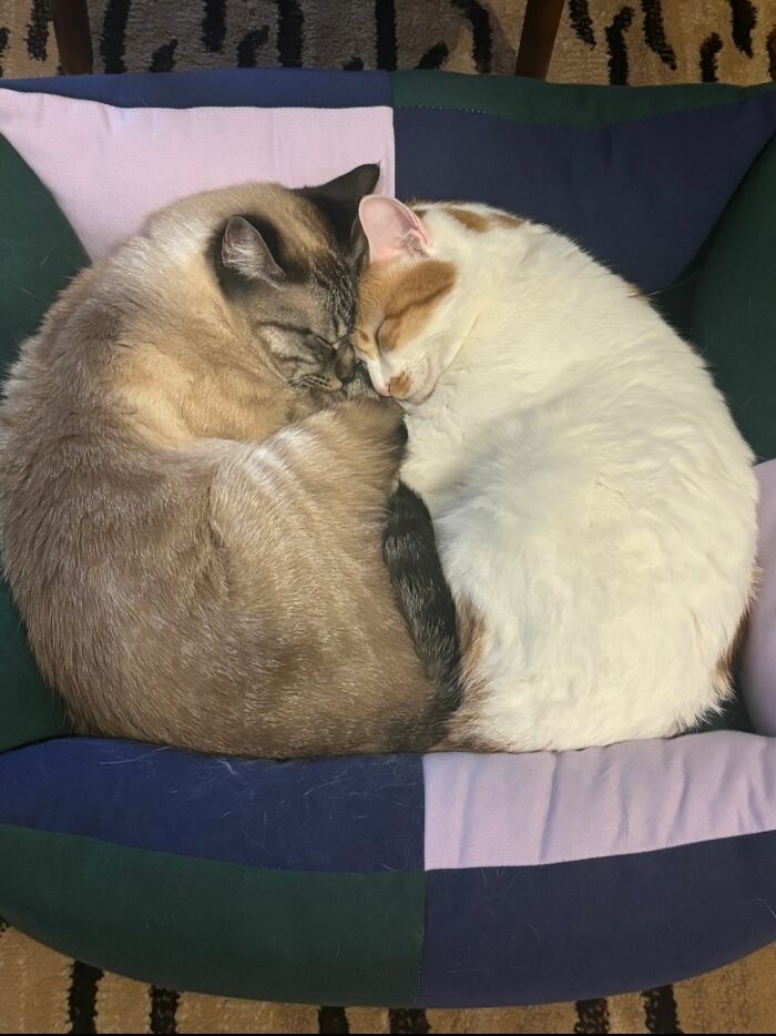 This Page Shared 40 New Photos Of Cats Being Weird, Sweet, And Accidentally Hilarious