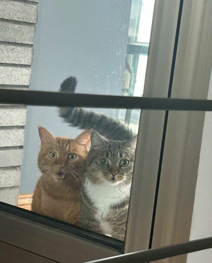 This Page Shared 40 New Photos Of Cats Being Weird, Sweet, And Accidentally Hilarious