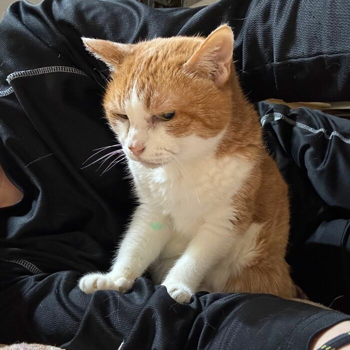 This Page Shared 40 New Photos Of Cats Being Weird, Sweet, And Accidentally Hilarious