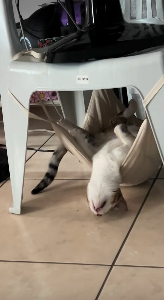 This Page Shared 40 New Photos Of Cats Being Weird, Sweet, And Accidentally Hilarious