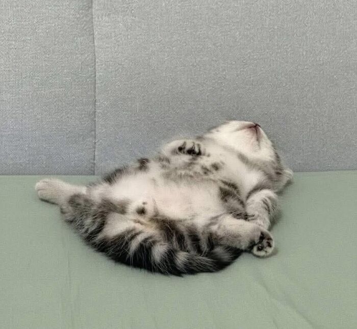 This Page Shared 40 New Photos Of Cats Being Weird, Sweet, And Accidentally Hilarious