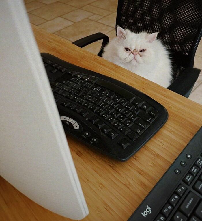 This Page Shared 40 New Photos Of Cats Being Weird, Sweet, And Accidentally Hilarious