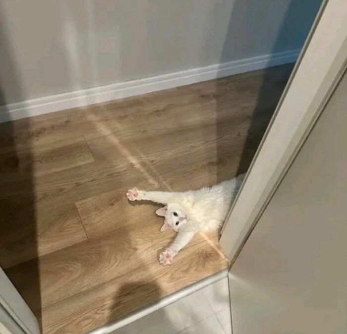 This Page Shared 40 New Photos Of Cats Being Weird, Sweet, And Accidentally Hilarious