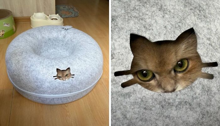 This Page Shared 40 New Photos Of Cats Being Weird, Sweet, And Accidentally Hilarious