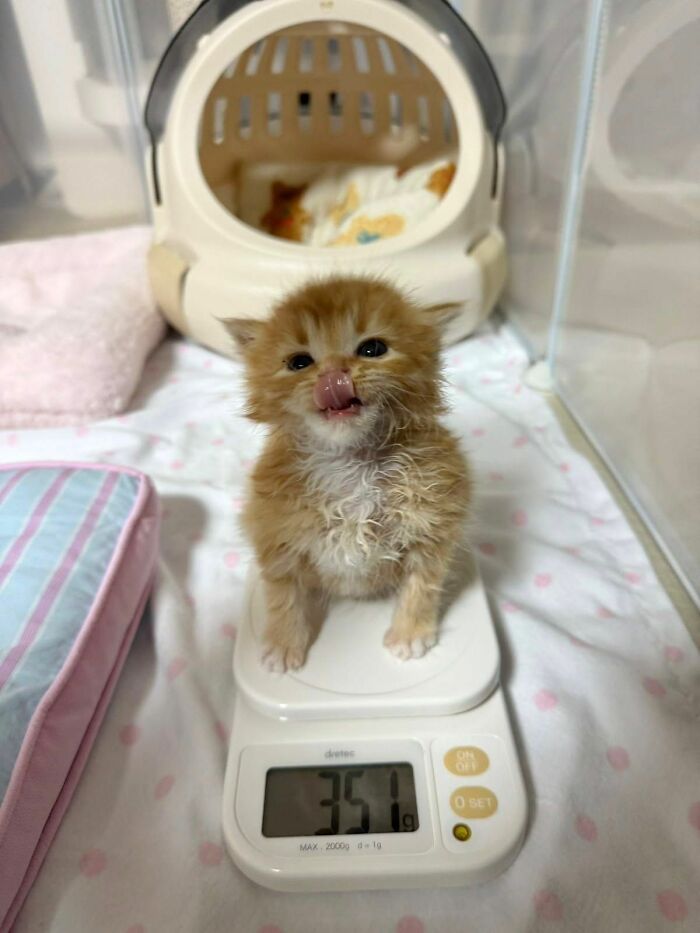 This Page Shared 40 New Photos Of Cats Being Weird, Sweet, And Accidentally Hilarious