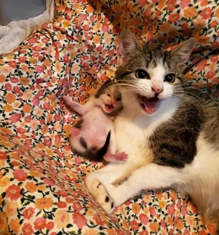 This Page Shared 40 New Photos Of Cats Being Weird, Sweet, And Accidentally Hilarious