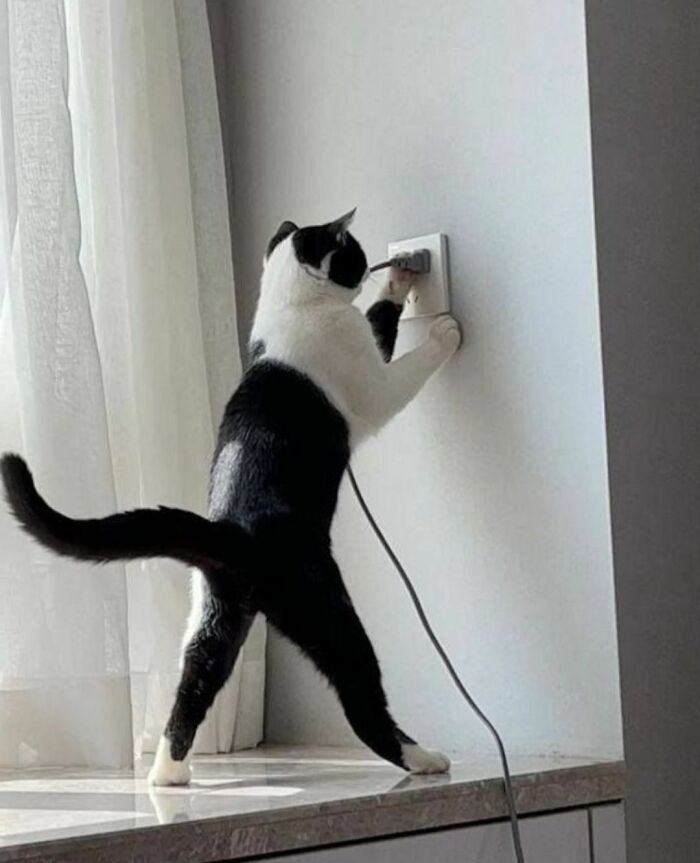 This Page Shared 40 New Photos Of Cats Being Weird, Sweet, And Accidentally Hilarious