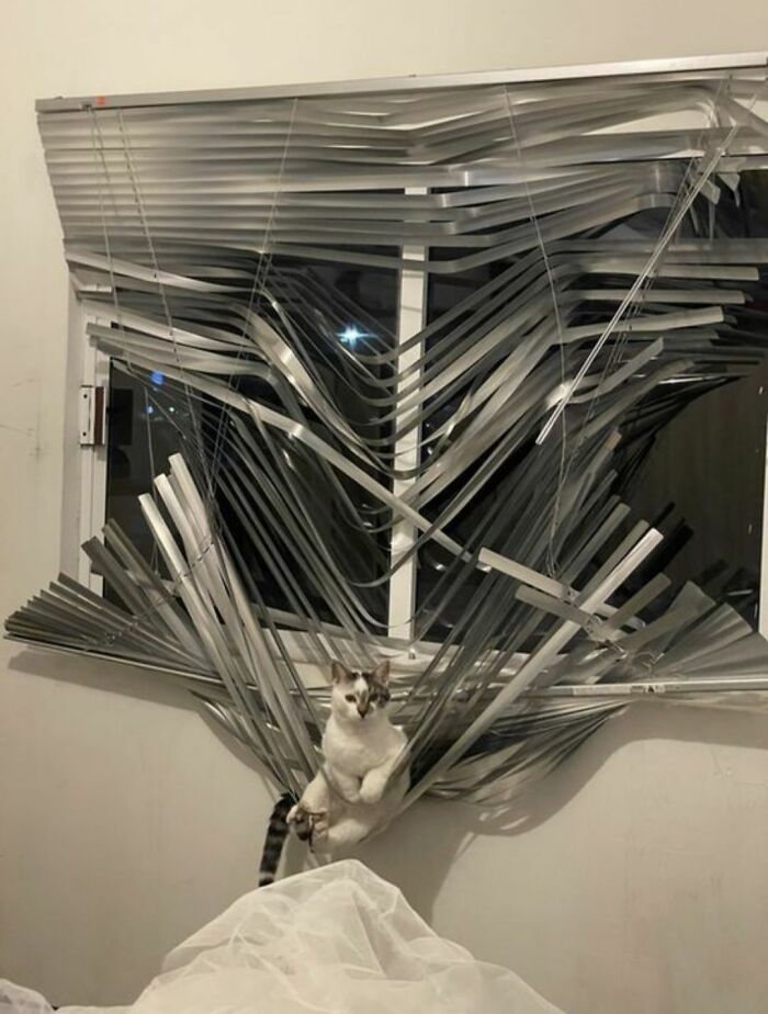 This Page Shared 40 New Photos Of Cats Being Weird, Sweet, And Accidentally Hilarious