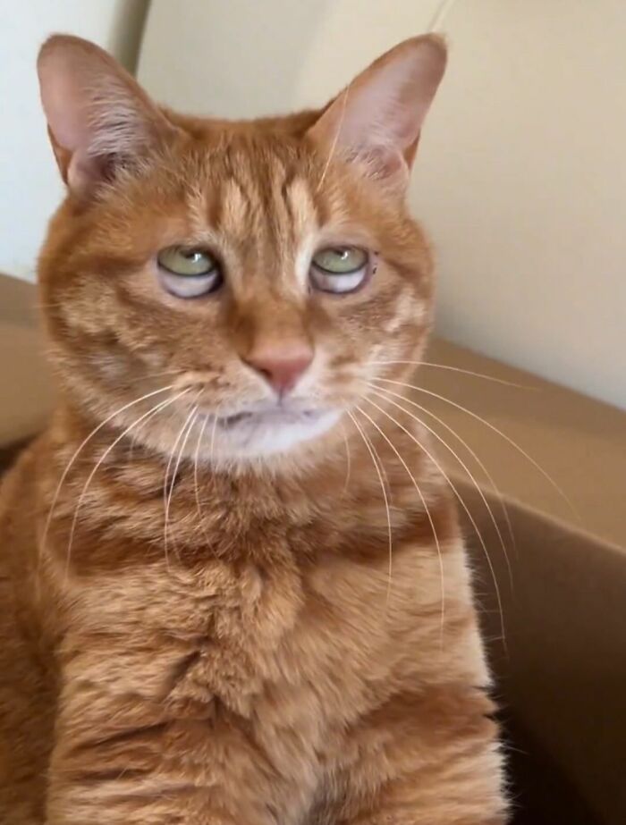 This Page Shared 40 New Photos Of Cats Being Weird, Sweet, And Accidentally Hilarious
