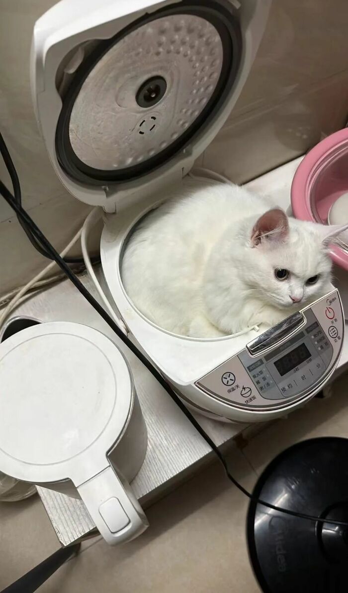 This Page Shared 40 New Photos Of Cats Being Weird, Sweet, And Accidentally Hilarious