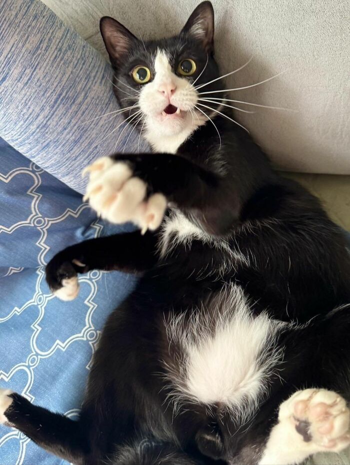 This Page Shared 40 New Photos Of Cats Being Weird, Sweet, And Accidentally Hilarious