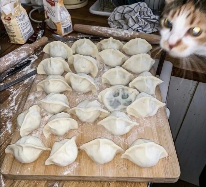 This Page Shared 40 New Photos Of Cats Being Weird, Sweet, And Accidentally Hilarious
