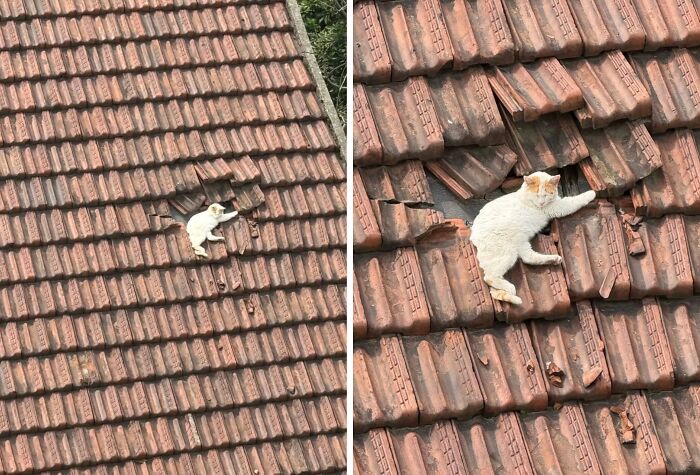 This Page Shared 40 New Photos Of Cats Being Weird, Sweet, And Accidentally Hilarious