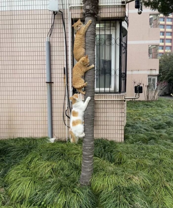 This Page Shared 40 New Photos Of Cats Being Weird, Sweet, And Accidentally Hilarious