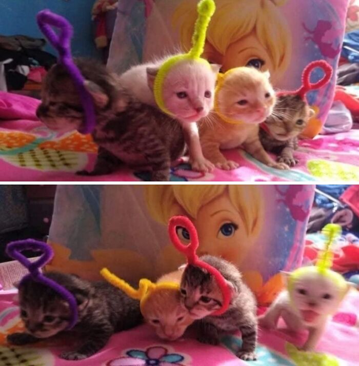 This Page Shared 40 New Photos Of Cats Being Weird, Sweet, And Accidentally Hilarious