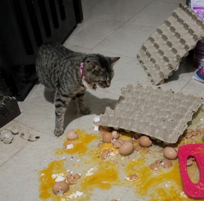 This Page Shared 40 New Photos Of Cats Being Weird, Sweet, And Accidentally Hilarious