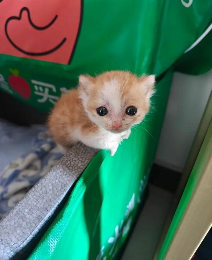 This Page Shared 40 New Photos Of Cats Being Weird, Sweet, And Accidentally Hilarious