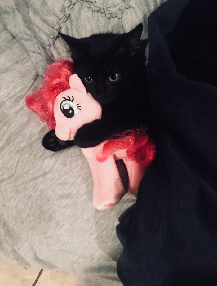 This Page Shared 40 New Photos Of Cats Being Weird, Sweet, And Accidentally Hilarious