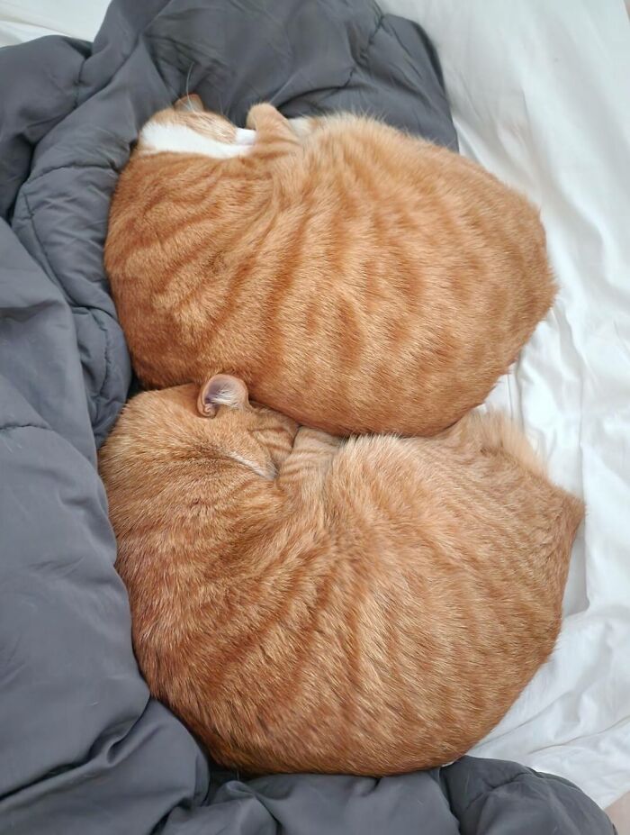 This Page Shared 40 New Photos Of Cats Being Weird, Sweet, And Accidentally Hilarious