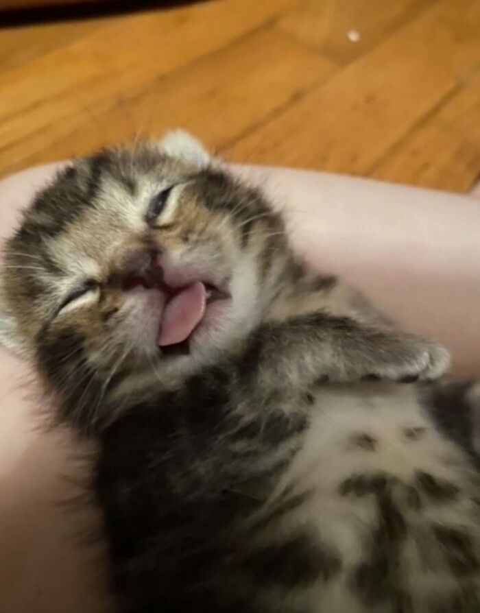 This Page Shared 40 New Photos Of Cats Being Weird, Sweet, And Accidentally Hilarious