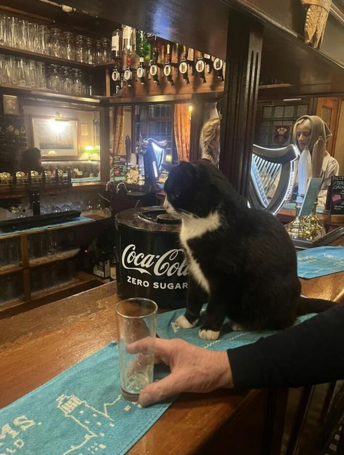 This Page Shared 40 New Photos Of Cats Being Weird, Sweet, And Accidentally Hilarious